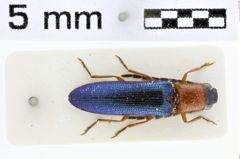 Foto (Dorsalansicht) von Propsephus brunneiventris (NHMW-ZOO-COL-0010213)